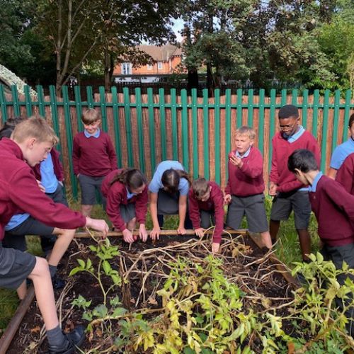 Harvesting potatoes